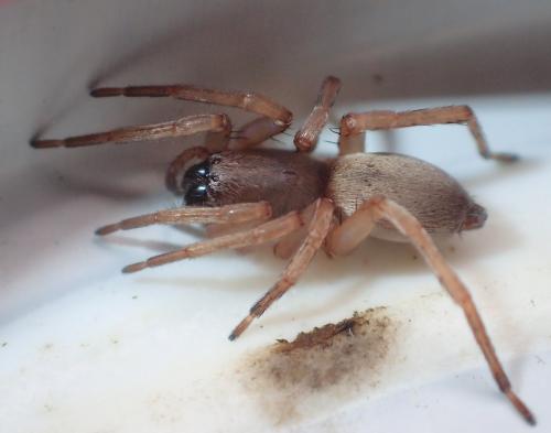 Clubiona sp.